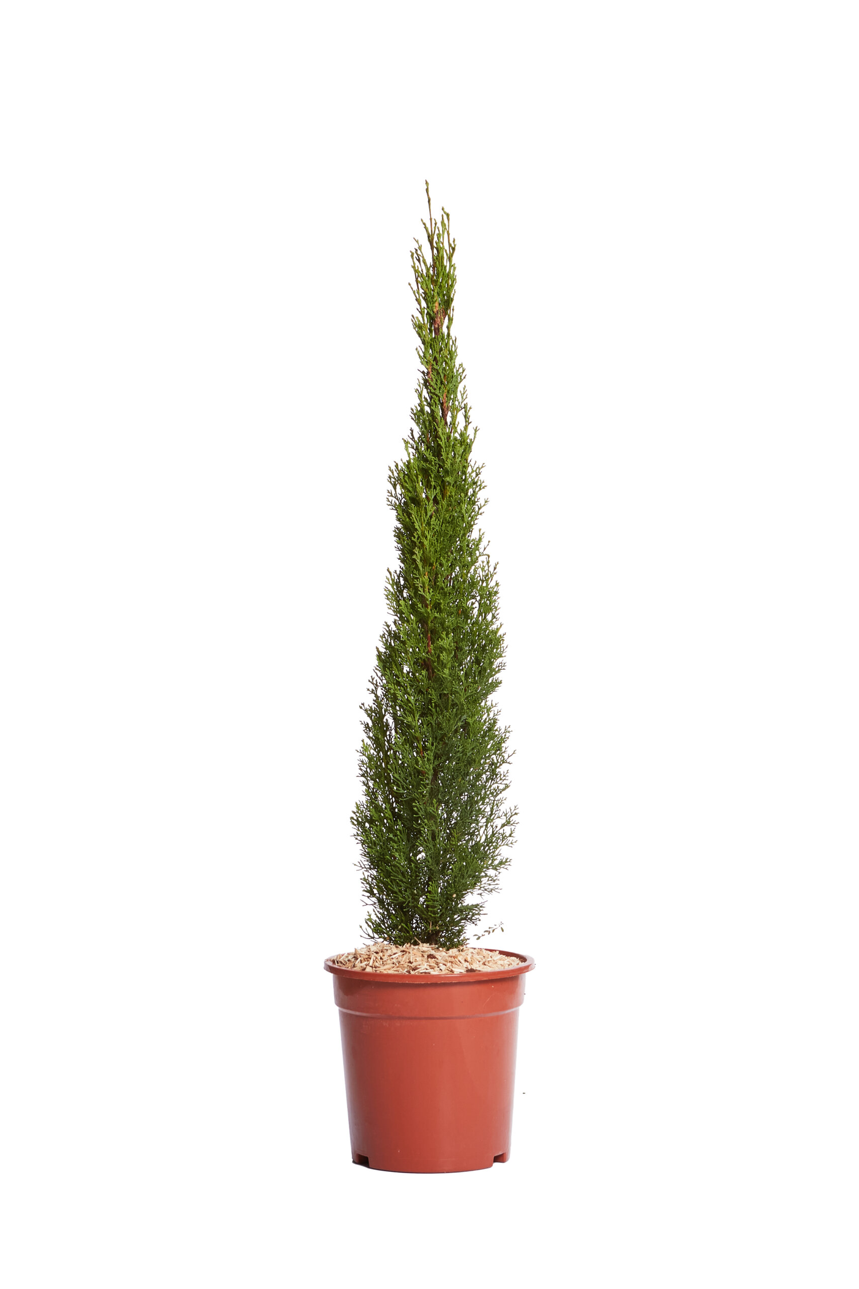 CUPRESSUS SEMPERVIRENS TOTEM