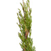 cupressus semprevirens totem