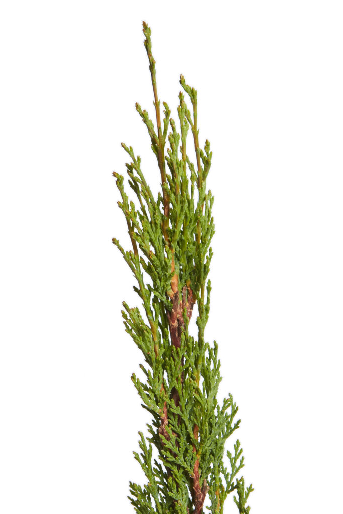 CUPRESSUS SEMPERVIRENS TOTEM