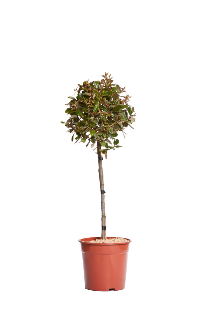ELAEAGNUS EBBINGEI COMPACTA