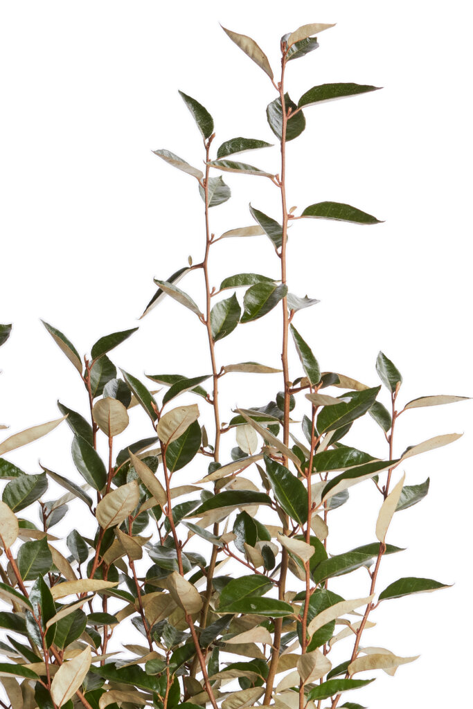 ELAEAGNUS EBBINGEI