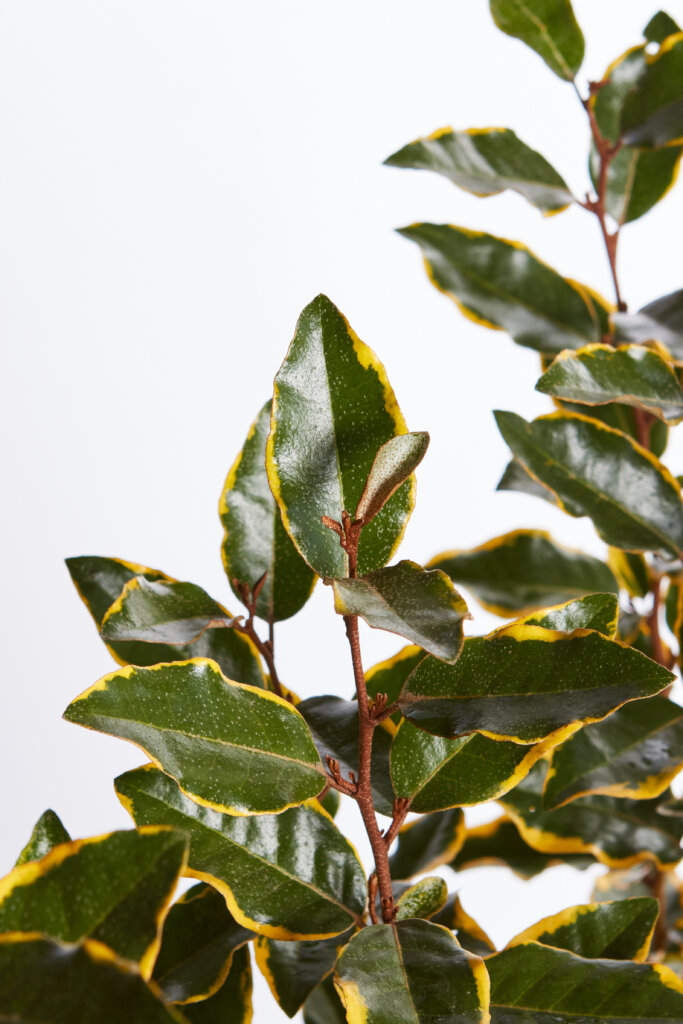 ELAEAGNUS X EBBINGEI VIVELEG
