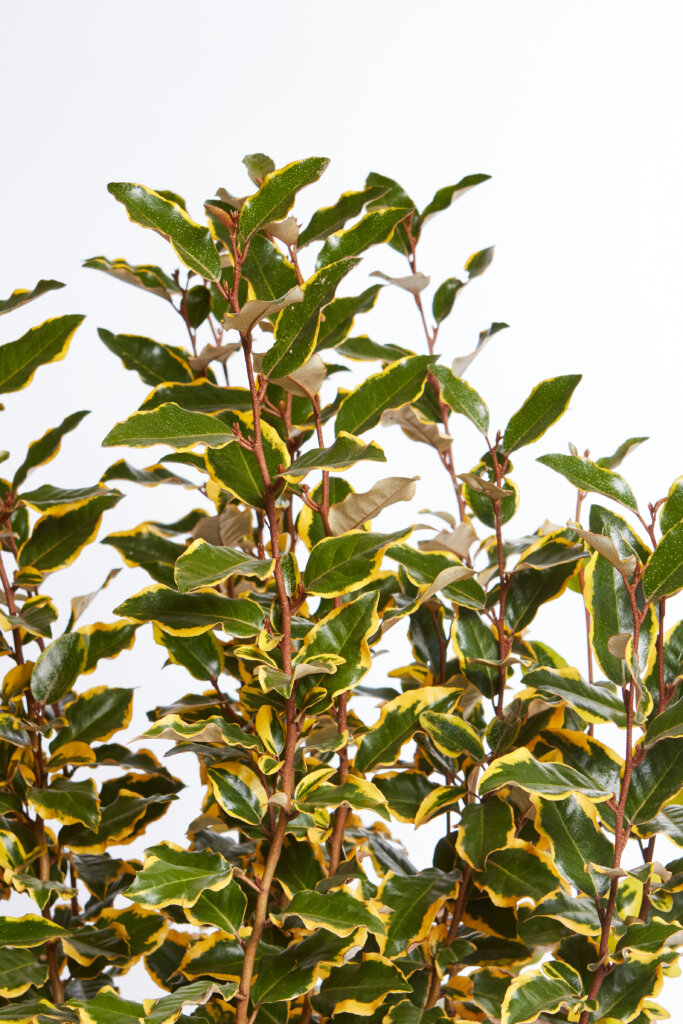 ELAEAGNUS X EBBINGEI VIVELEG