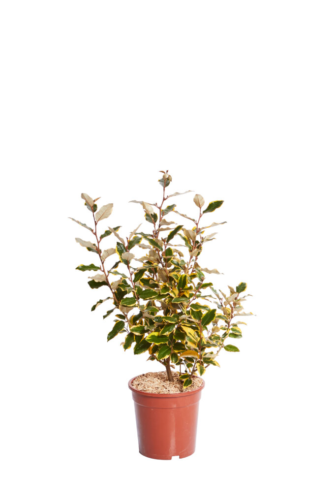 ELAEAGNUS X EBBINGEI VIVELEG