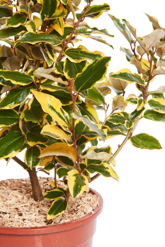 ELAEAGNUS X EBBINGEI VIVELEG