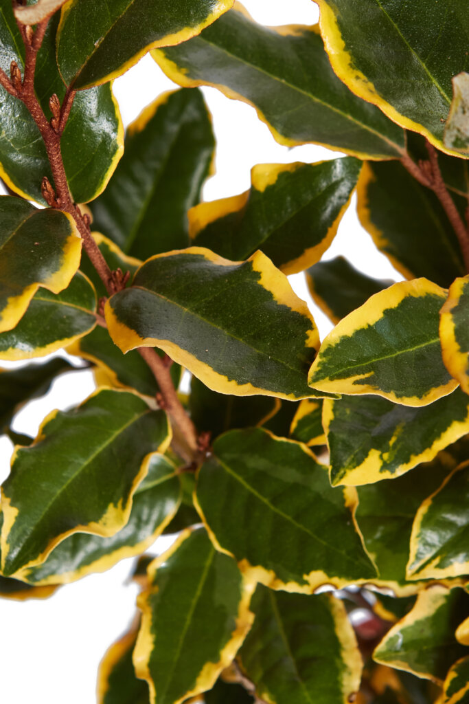 ELAEAGNUS X EBBINGEI VIVELEG