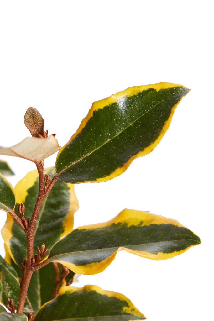 ELAEAGNUS X EBBINGEI VIVELEG