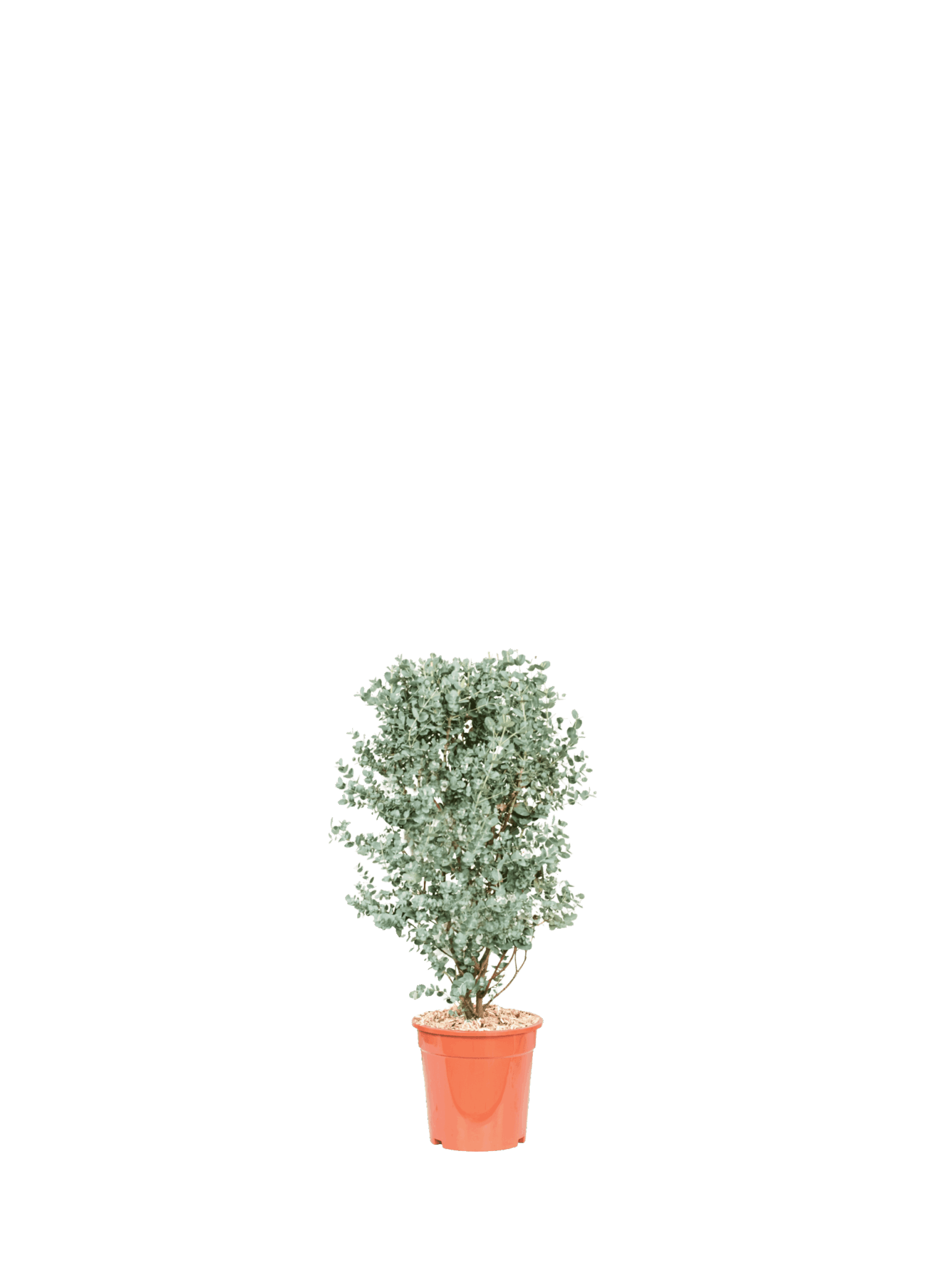 EUCALYPTUS GUNNII
