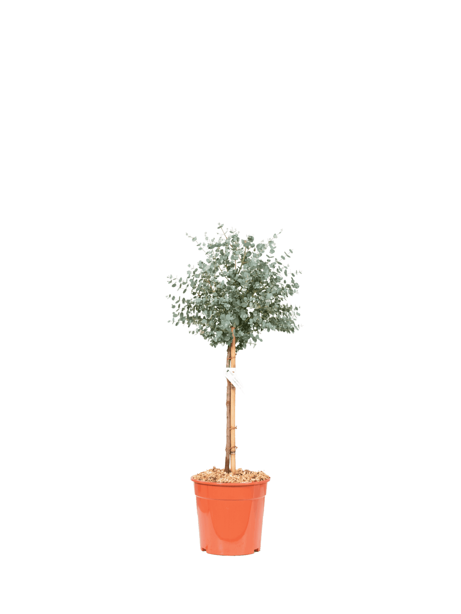 EUCALYPTUS GUNNII