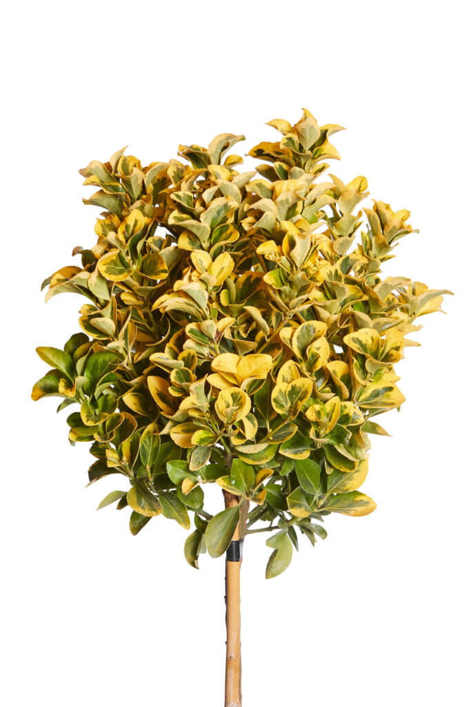FEIJOA SELLOWIANA (FECOIA)