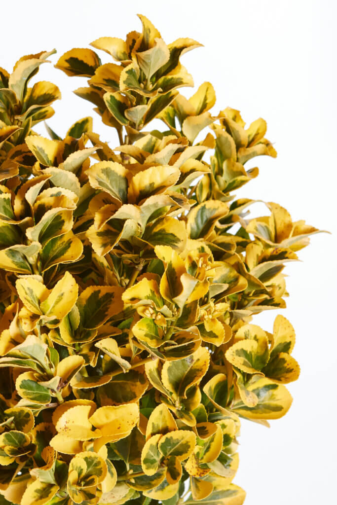 FEIJOA SELLOWIANA (FECOIA)