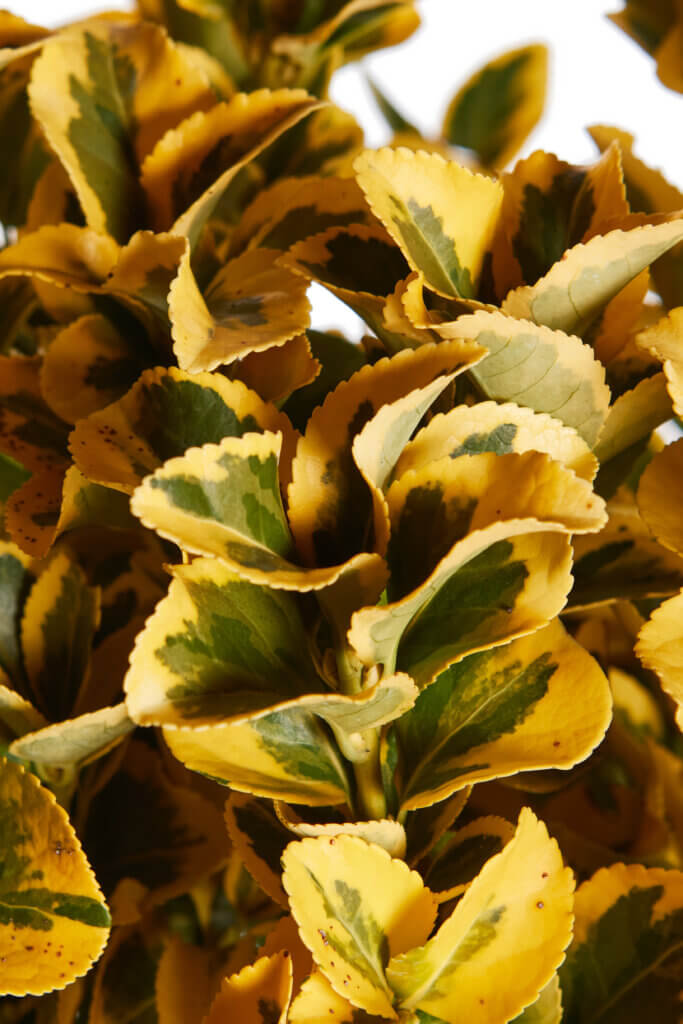 FEIJOA SELLOWIANA (FECOIA)