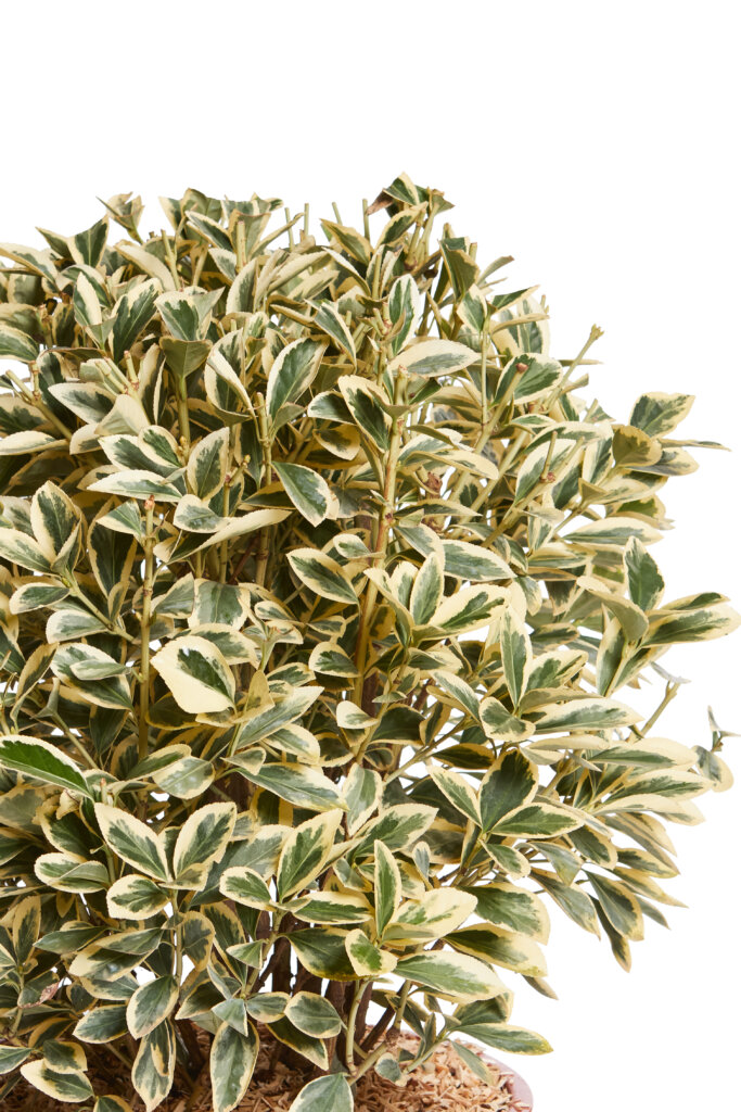EUONYMUS JAPONICUS BRAVO