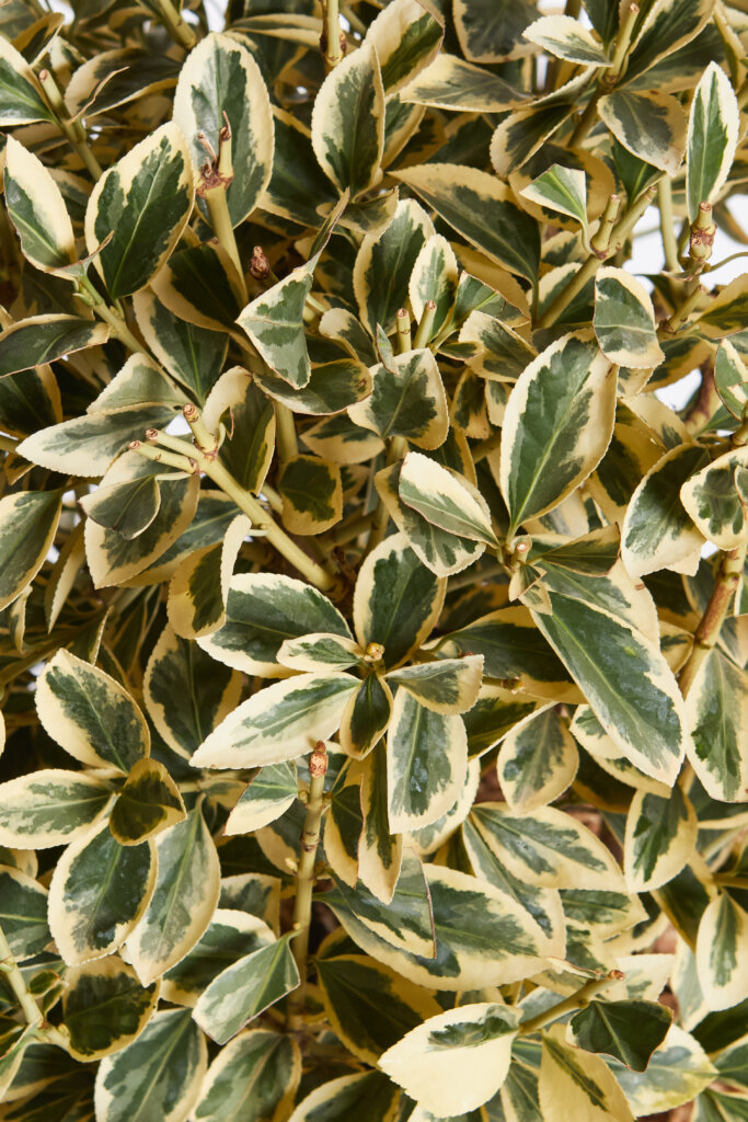 EUONYMUS JAPONICUS BRAVO