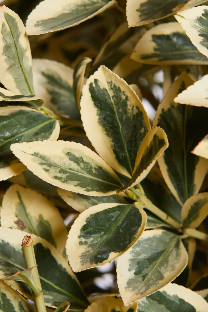 EUONYMUS JAPONICUS BRAVO