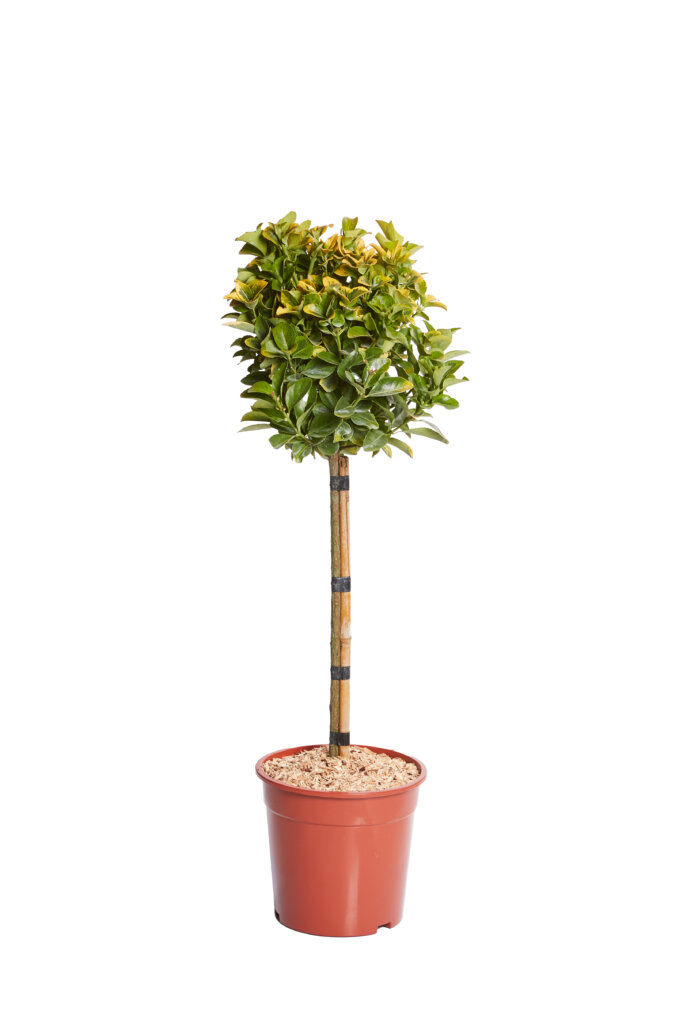 EUONYMUS ELEGANTISSIMUS AUREUS