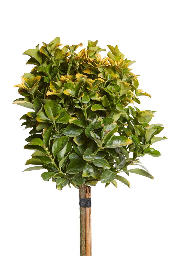 EUONYMUS ELEGANTISSIMUS AUREUS