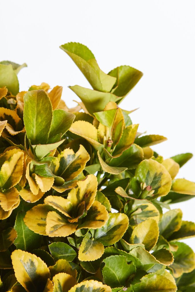 EUONYMUS ELEGANTISSIMUS AUREUS
