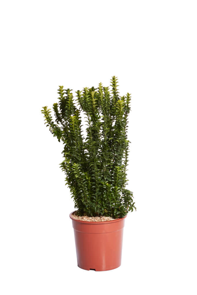 EUONYMUS JAPONICUS BENKOMASAKI