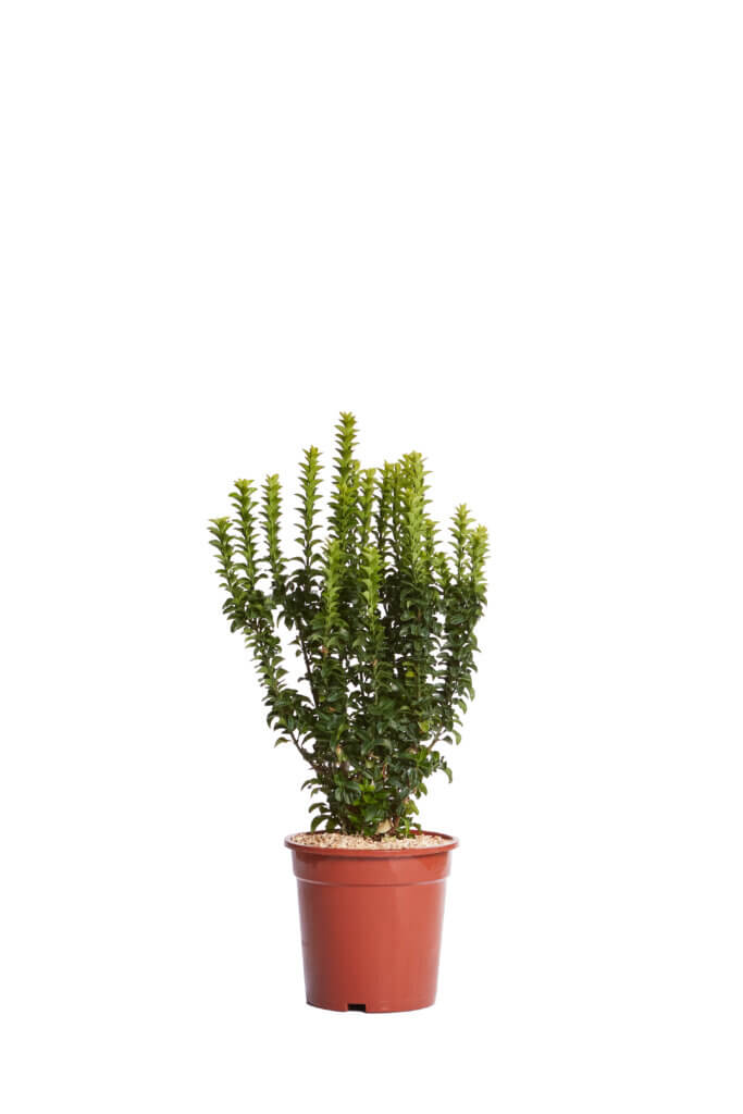 EUONYMUS JAPONICUS BENKOMASAKI
