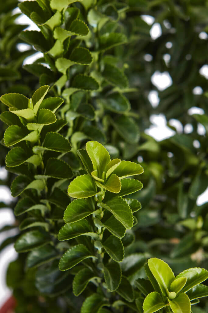 EUONYMUS JAPONICUS BENKOMASAKI