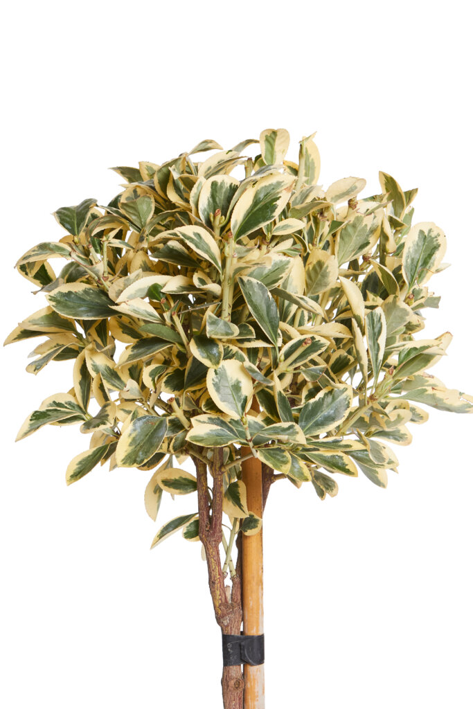 EUONYMUS JAPONICUS BRAVO