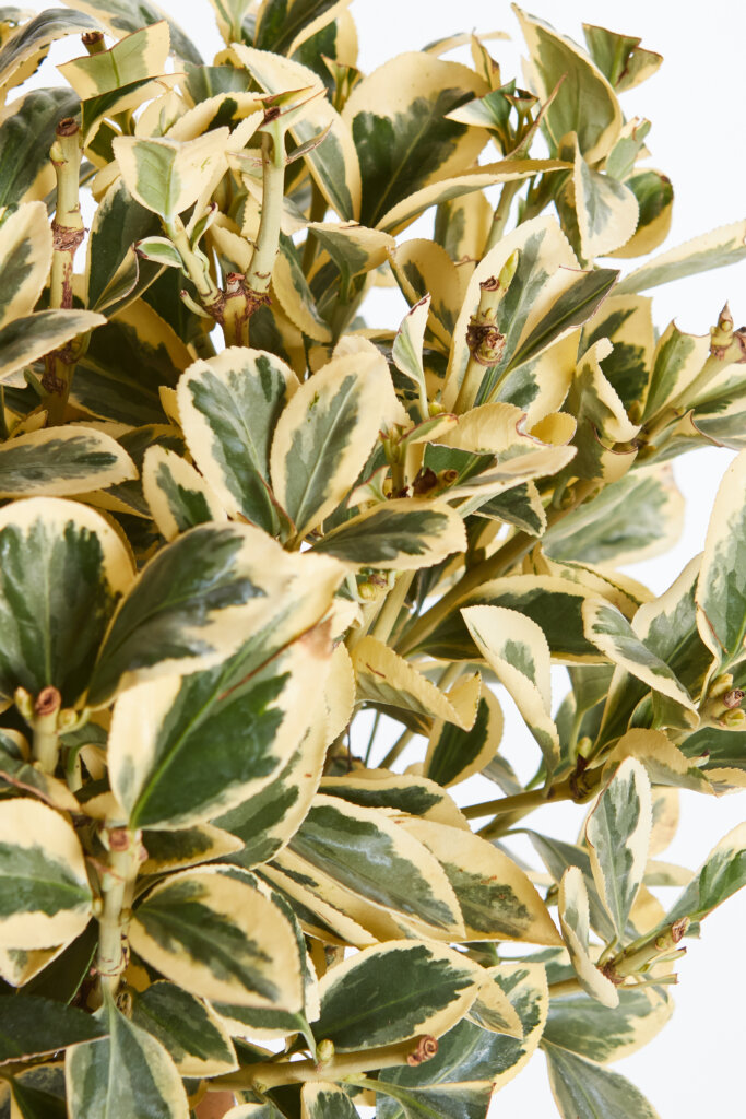 EUONYMUS JAPONICUS BRAVO