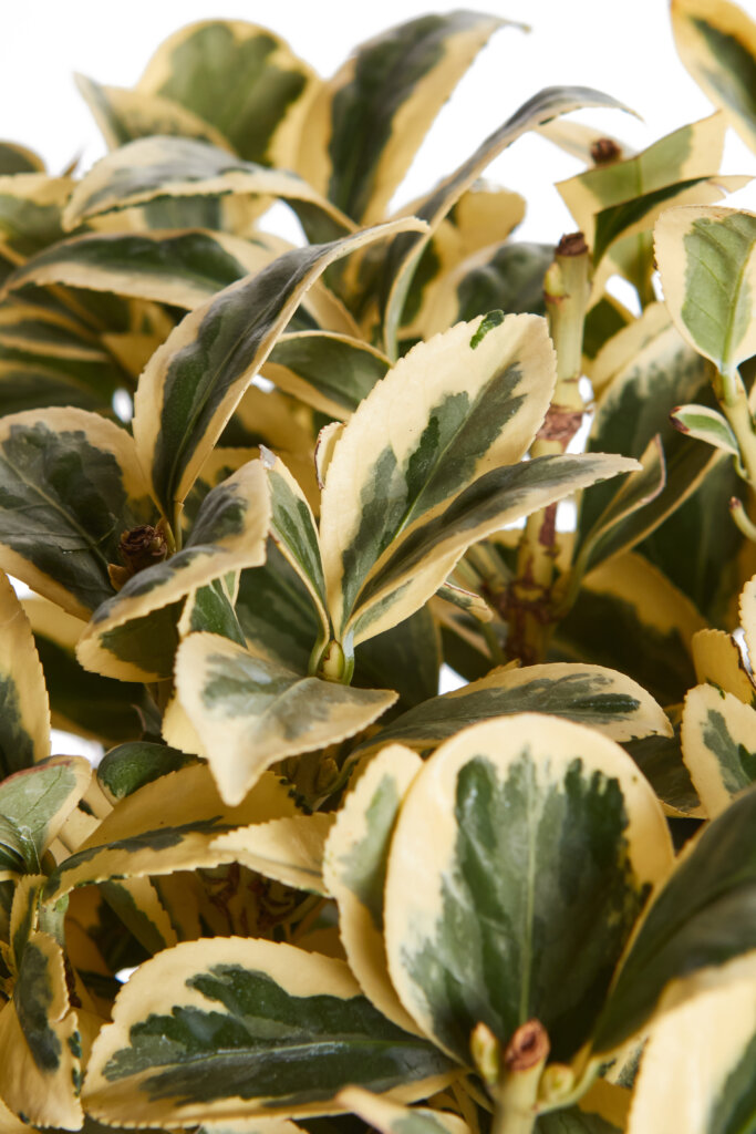 EUONYMUS JAPONICUS BRAVO