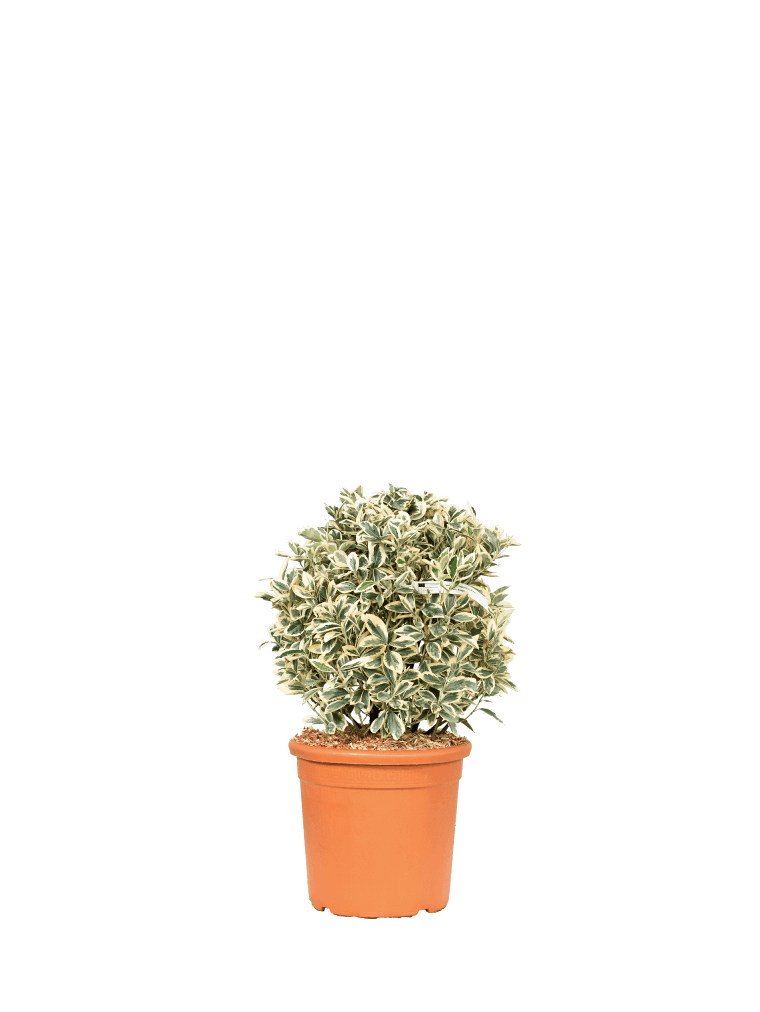 EUONYMUS JAPONICUS BRAVO