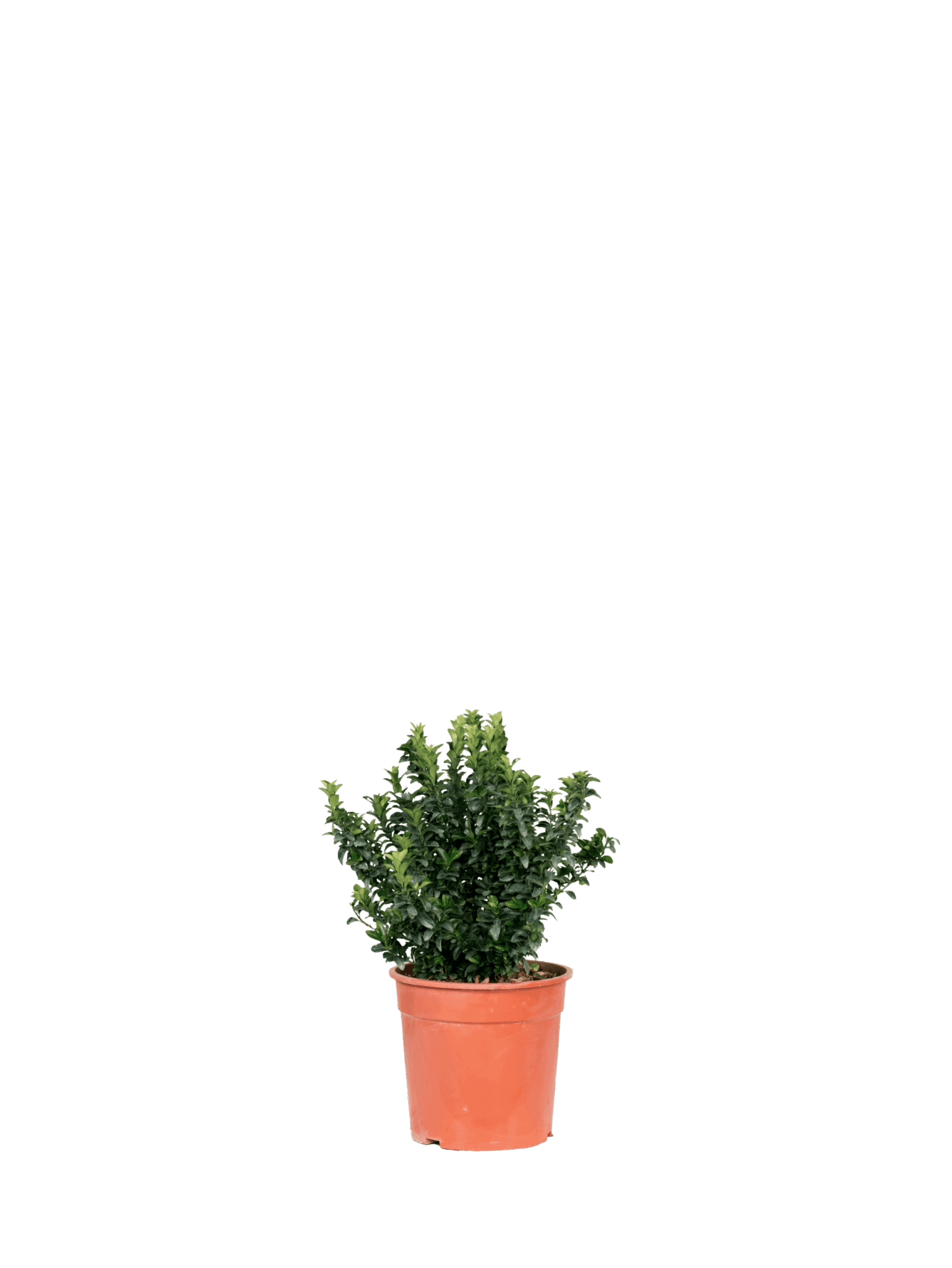 EUONYMUS JAPONICUS GREEN SPIRE