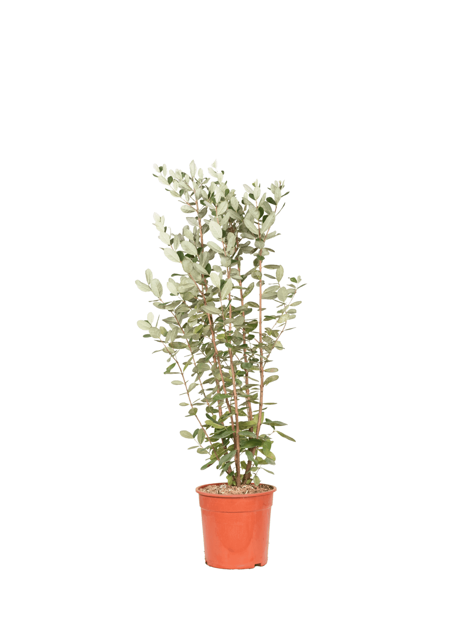 FEIJOA SELLOWIANA (FECOIA)