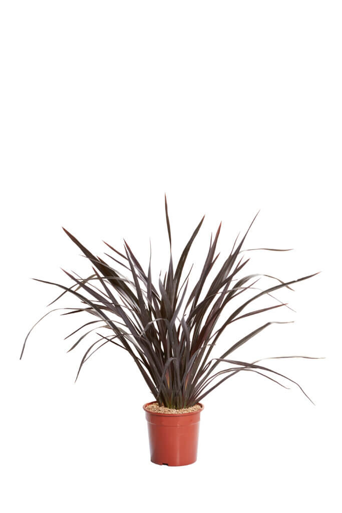 PHORMIUM COOKIANUM BLACK ADDER
