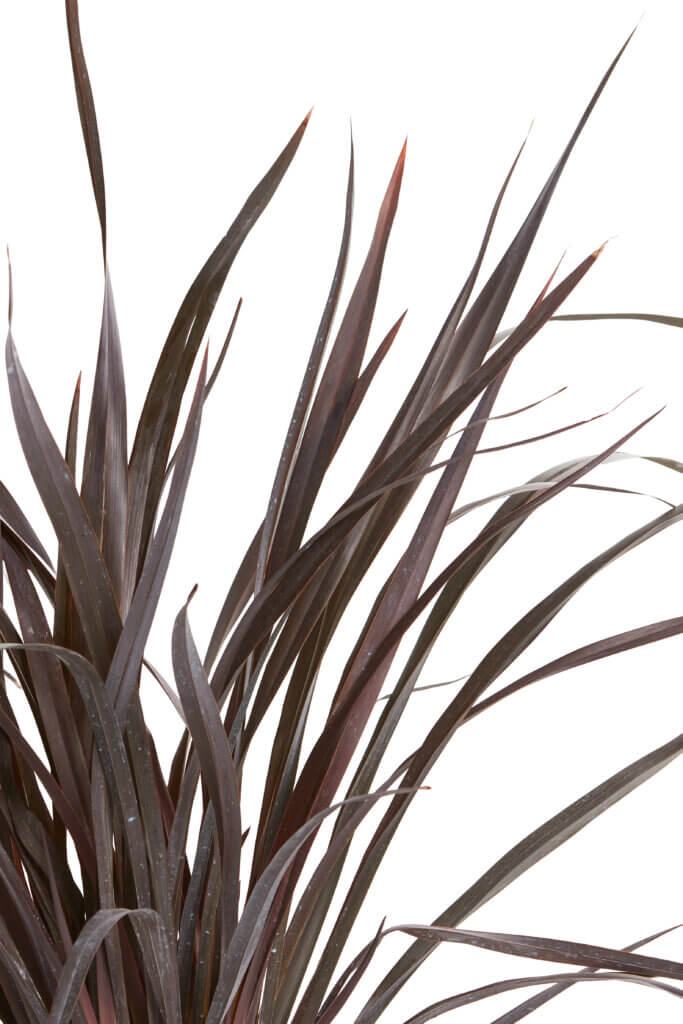 PHORMIUM COOKIANUM BLACK ADDER