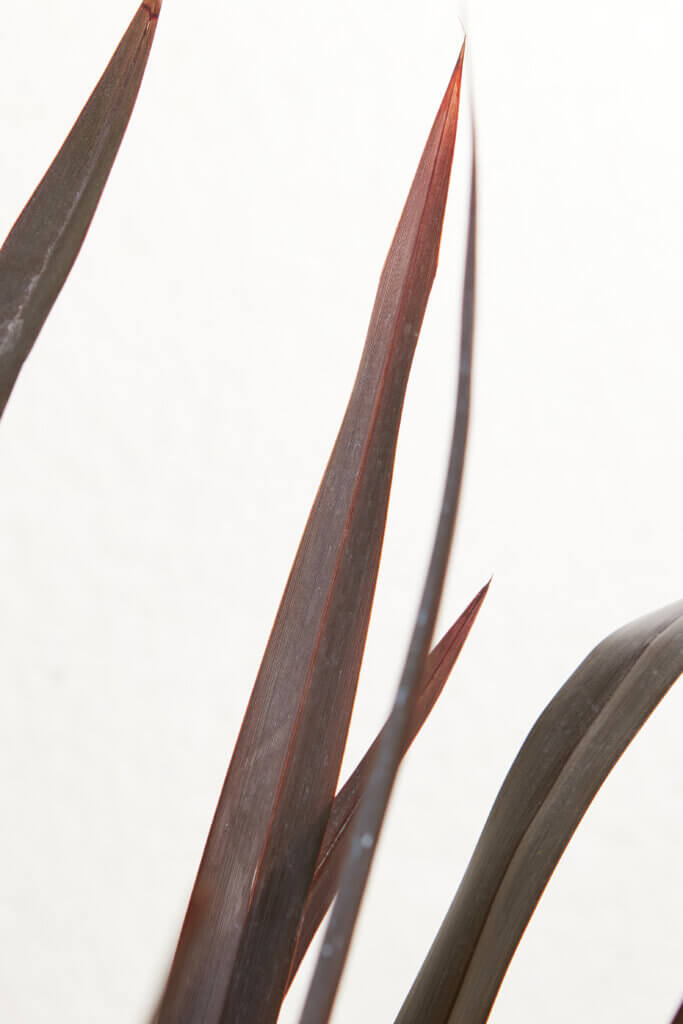 PHORMIUM COOKIANUM BLACK ADDER