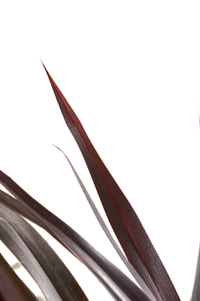 PHORMIUM COOKIANUM BLACK ADDER