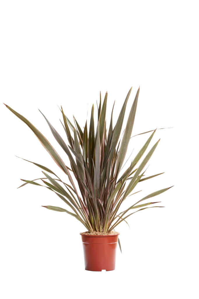 PHORMIUM PINK STRIPE