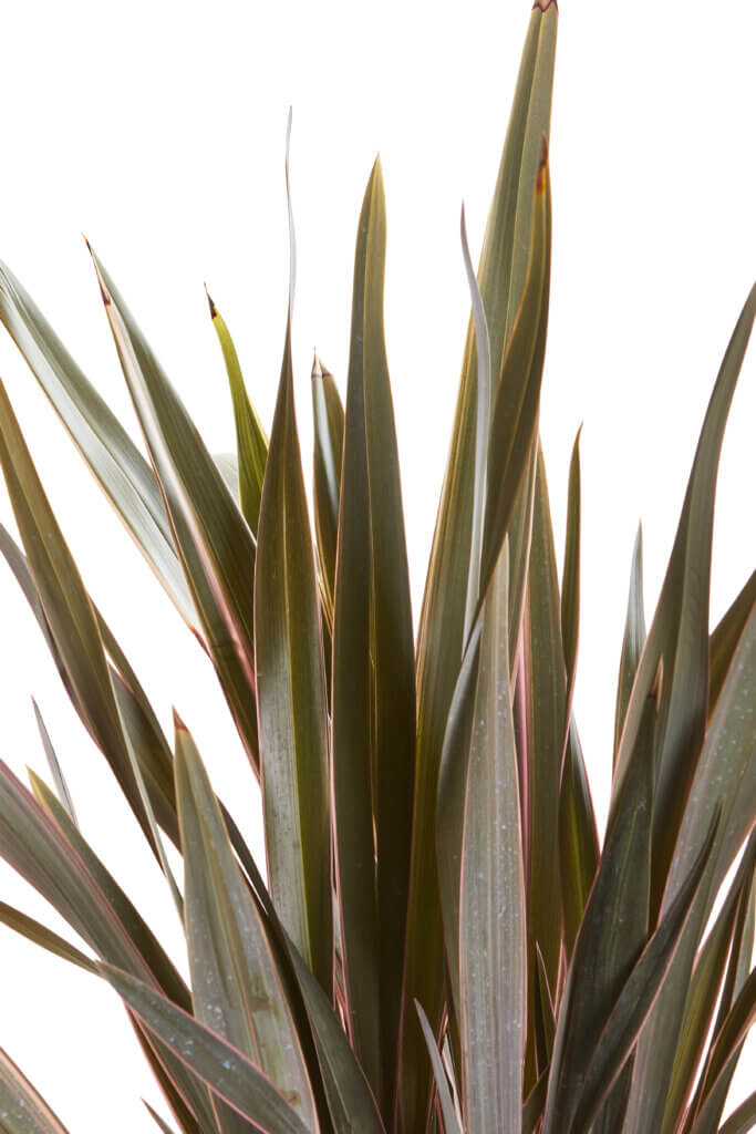 PHORMIUM PINK STRIPE