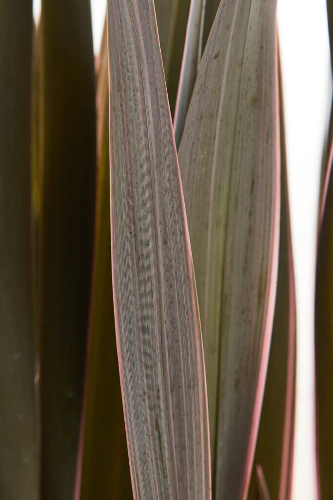 PHORMIUM PINK STRIPE