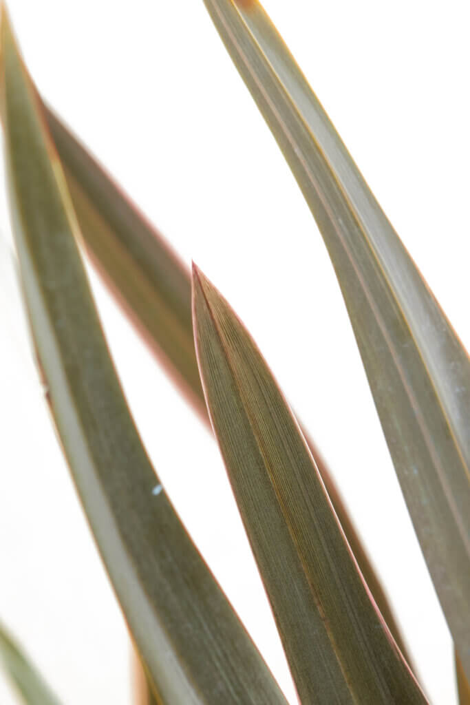 PHORMIUM PINK STRIPE
