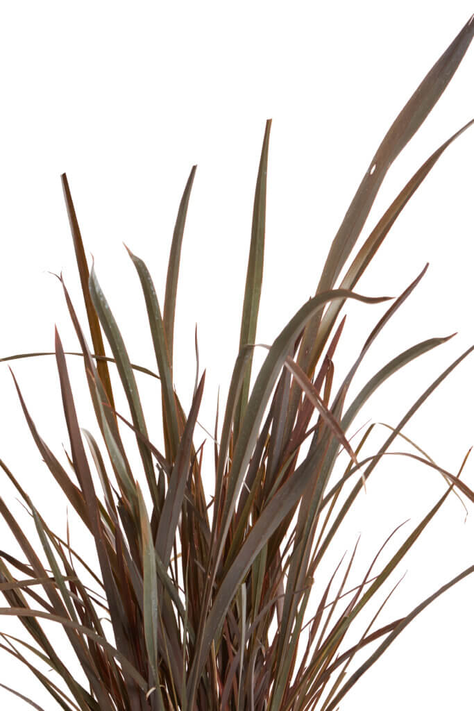 PHORMIUM TENAX PURPUREUM