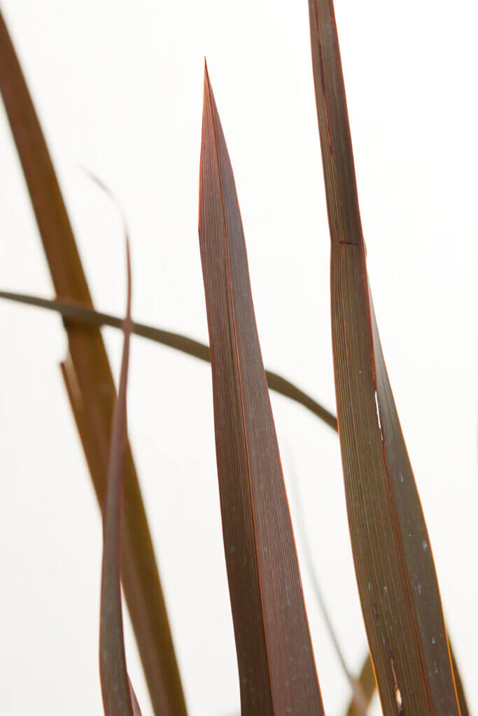 PHORMIUM TENAX PURPUREUM
