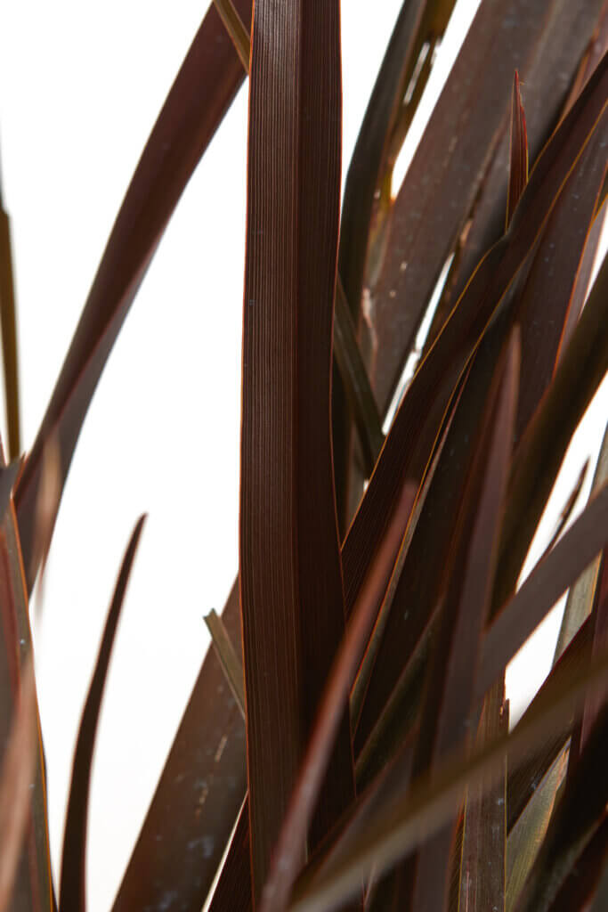 PHORMIUM TENAX PURPUREUM