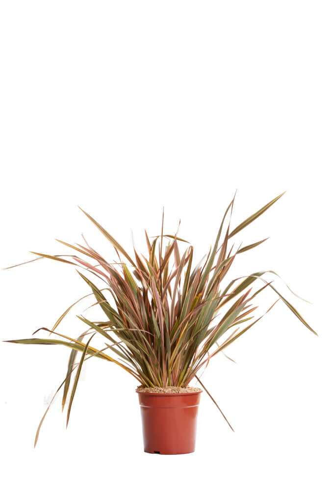 PHORMIUM RAINBOW QUEEN