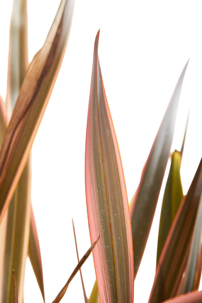 PHORMIUM RAINBOW QUEEN