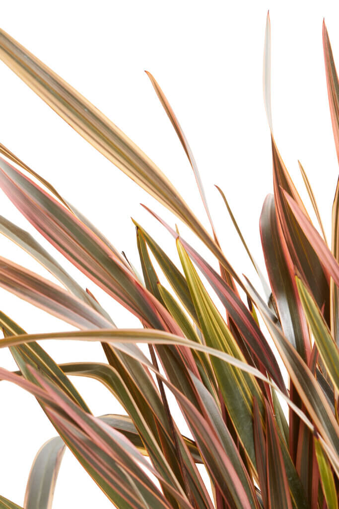 PHORMIUM RAINBOW QUEEN