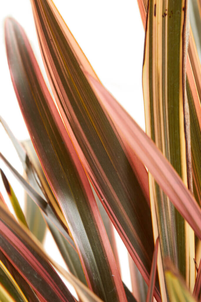 PHORMIUM RAINBOW QUEEN