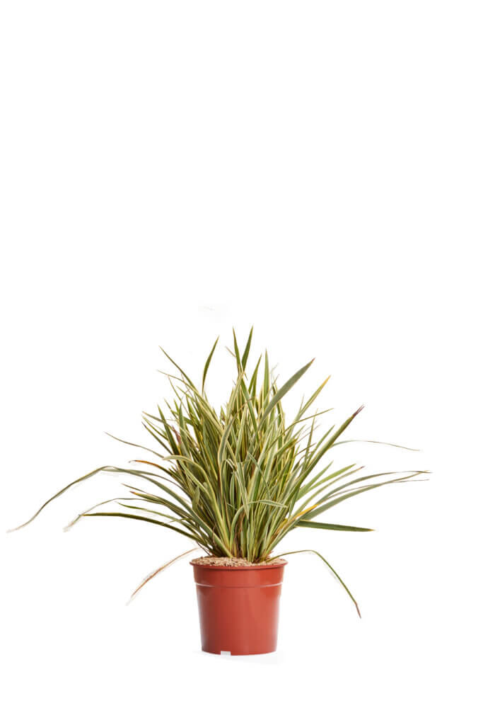 PHORMIUM TENAX VARIEGATUM