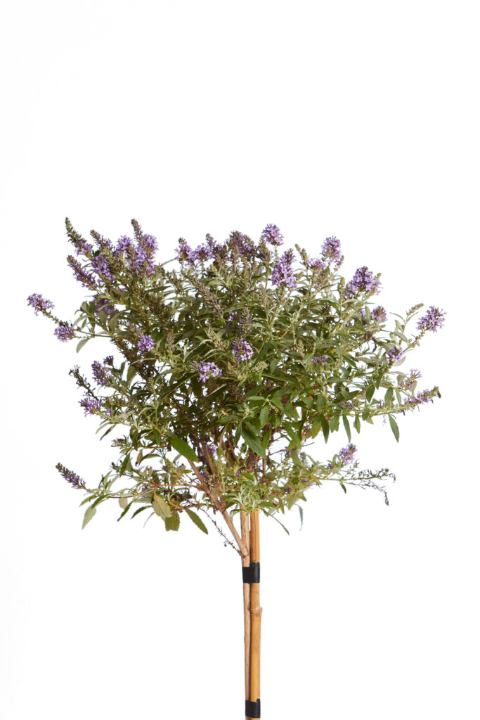 BUDDLEJA DAVIDII “BUTTERFLY CANDY LITTLE” PURPLE
