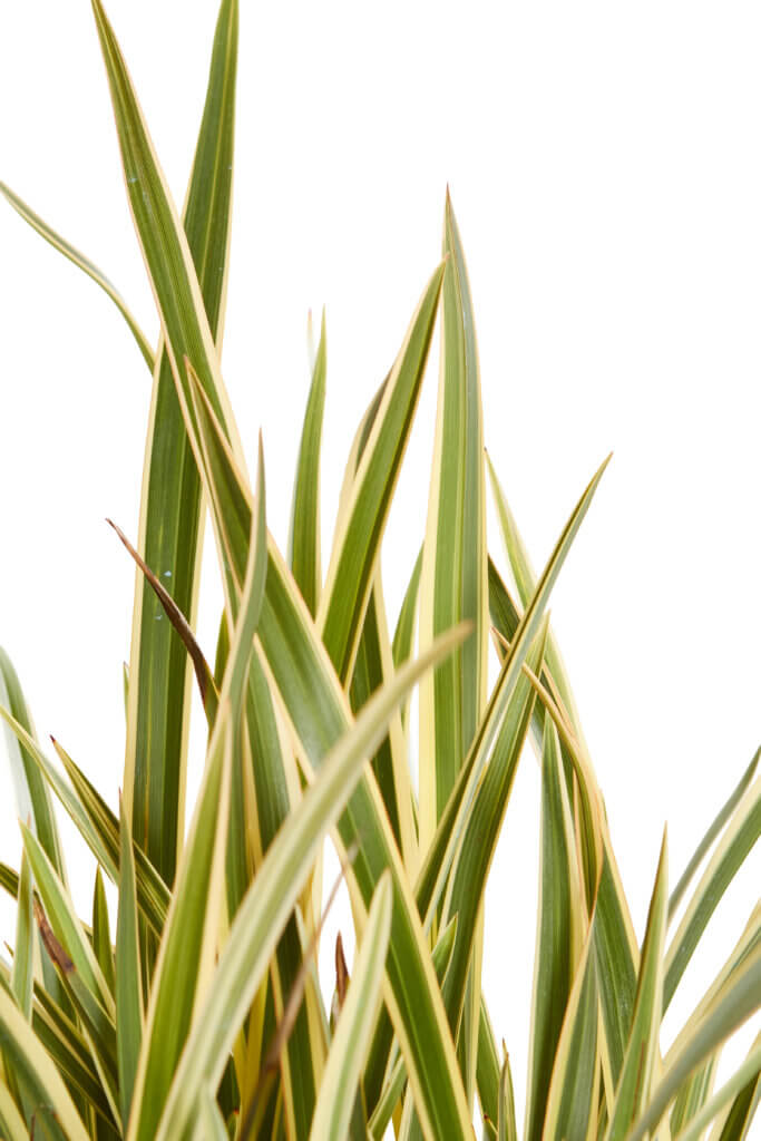 PHORMIUM TENAX VARIEGATUM