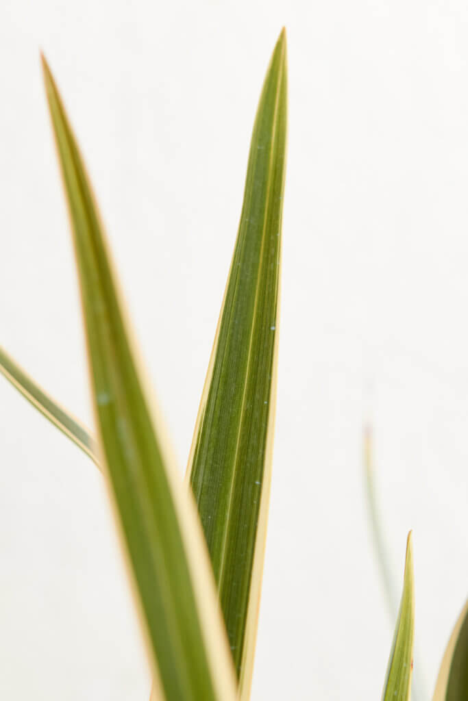 PHORMIUM TENAX VARIEGATUM